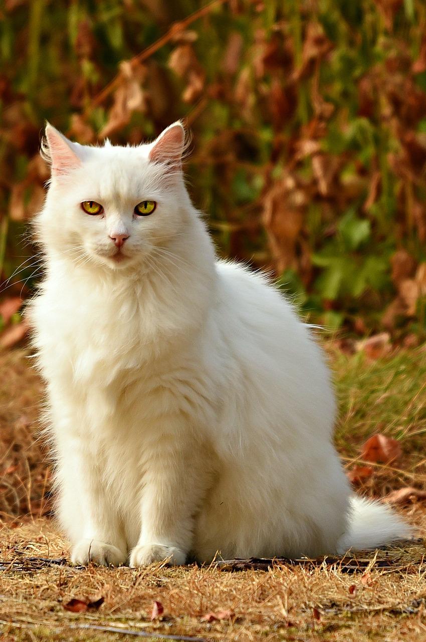 Cropped cat image